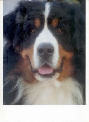 Guru V. D. Schurmatt | Bernese Mountain Dog 