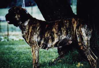 VIGILLANT'S CHIQUITA | Fila Brasileiro 