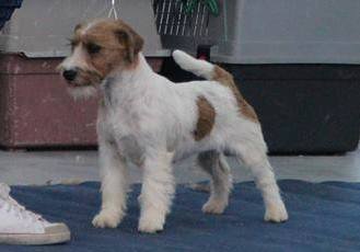 Italian Pasta Di Sutri | Jack Russell Terrier 