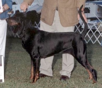 Foxfire Muscadine Wine | Black and Tan Coonhound 