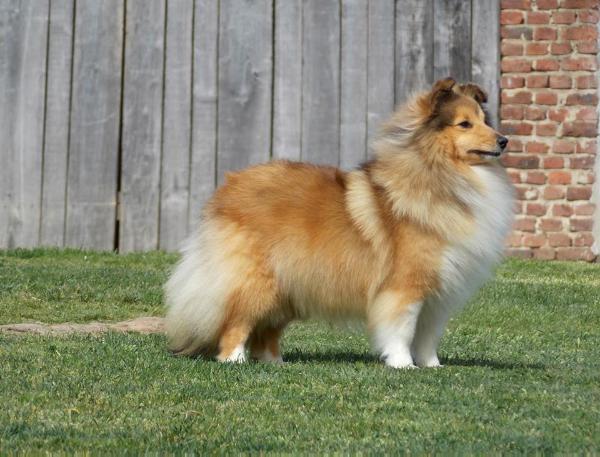 Silver Dream Quicktime | Shetland Sheepdog 