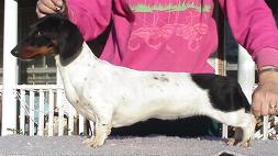 Duchwood's Lindy Star Sapphire | Dachshund 