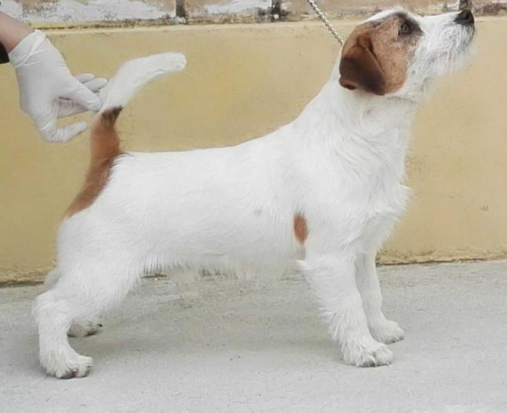 STELLATUM BARRY ALLEN | Jack Russell Terrier 