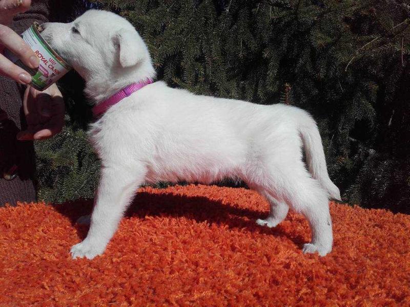 Riot Leader's Amora | White Swiss Shepherd Dog 