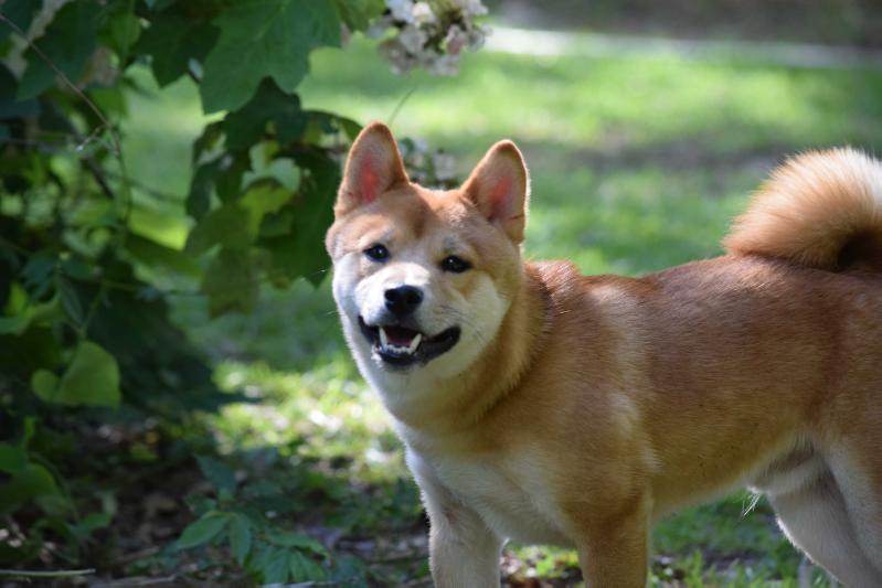 Hachiko Kitsune | Shiba Inu 