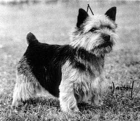 JAEVA MOONBEAM | Norwich Terrier 
