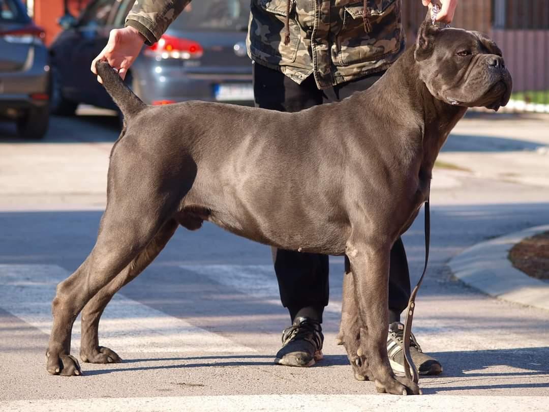 Bjorn Di Grana | Cane Corso 