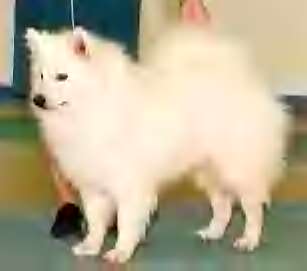 Debonair's Dancers Image | American Eskimo Dog 