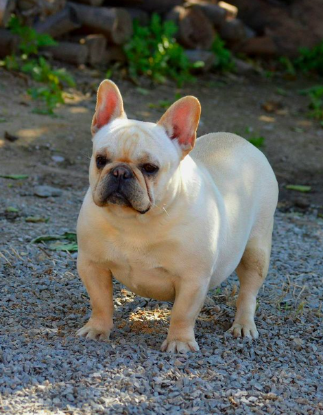 WFB REB MISS AIRPOCKET | French Bulldog 