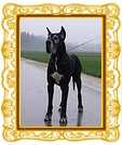 Black Jack from Valvasor's Land | Great Dane 