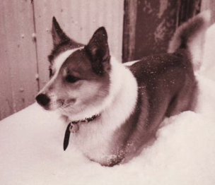 Flögu- Nonni | Icelandic Sheepdog 