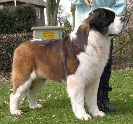 Lasquite's Dakota von Iceman | Saint Bernard 