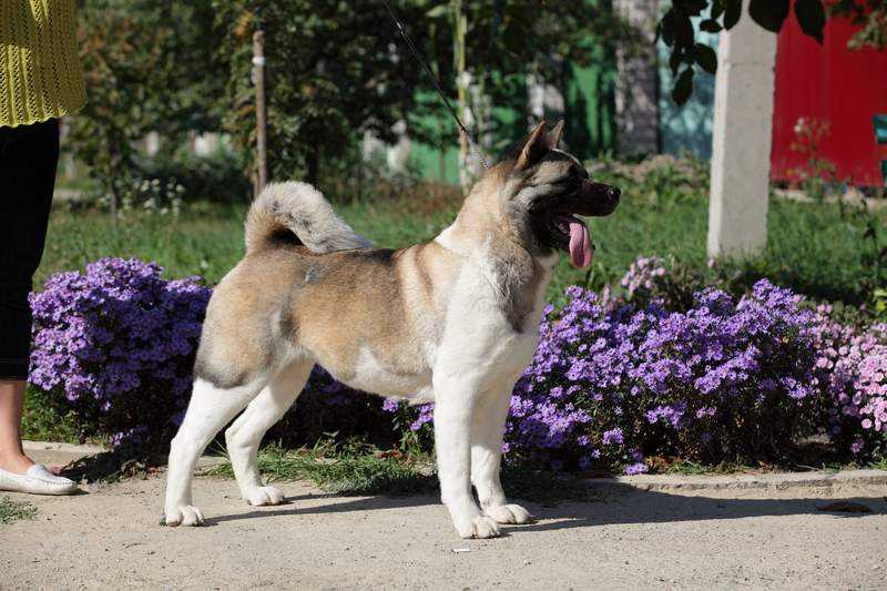 Japonskiy Sad Azalia Golden Dream | Akita 