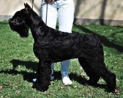 AUSTERVITAS VERNAL | Giant Schnauzer 