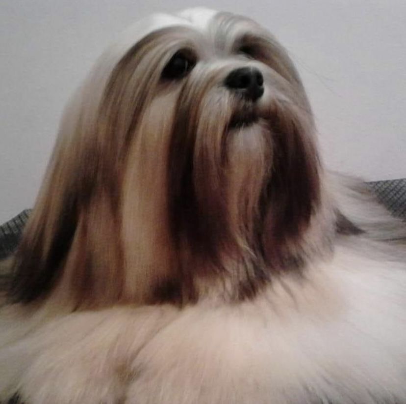 RMoretto Cane Romana | Lhasa Apso 