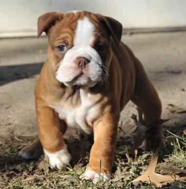 Pelto's Fyla | Olde English Bulldogge 