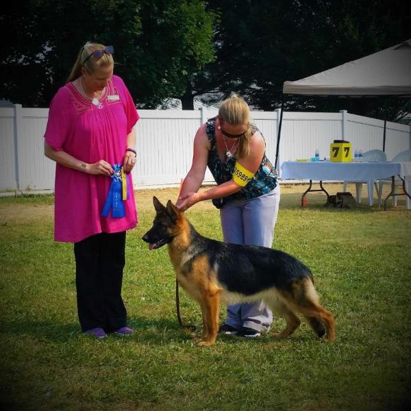 BoS' Anja Von Pendler | German Shepherd Dog 