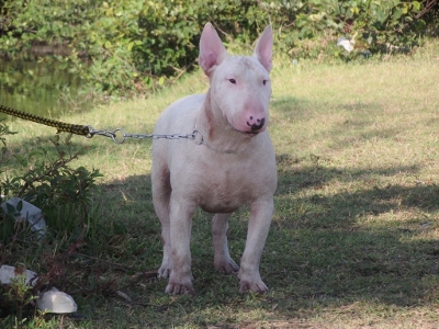 Nobre Espírito Optimus Prime | Bull Terrier 