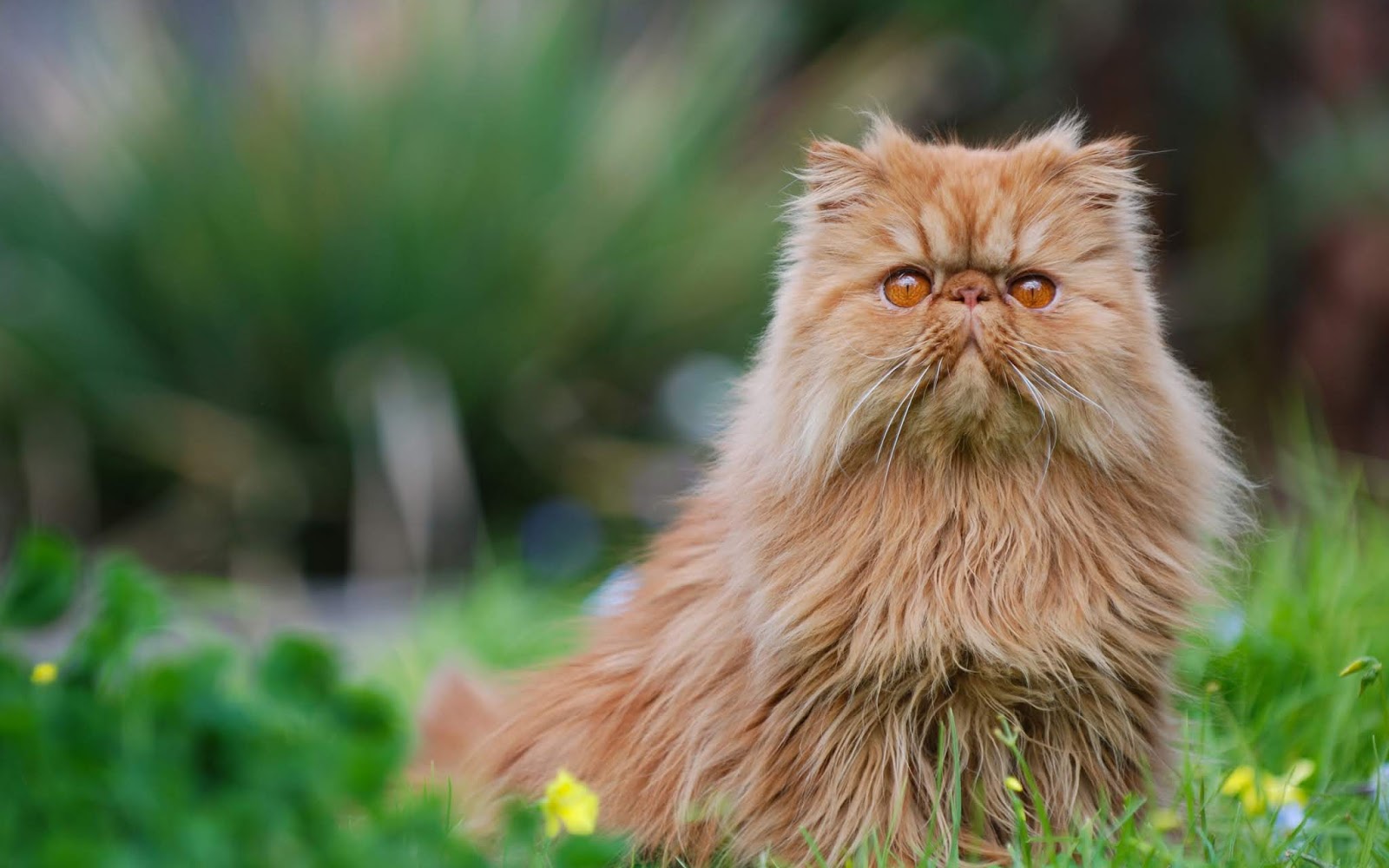 Persian (traditional)