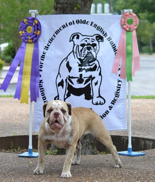 Anderson's Cool Dreamin' Lailah | Olde English Bulldogge 