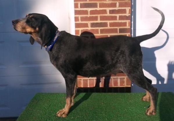 Emerts Tree Talkin Louann | Bluetick Coonhound 