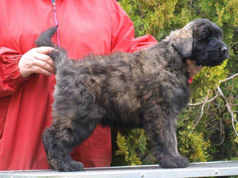 Aisha de l'Ami Gris | Bouvier des Flandres 