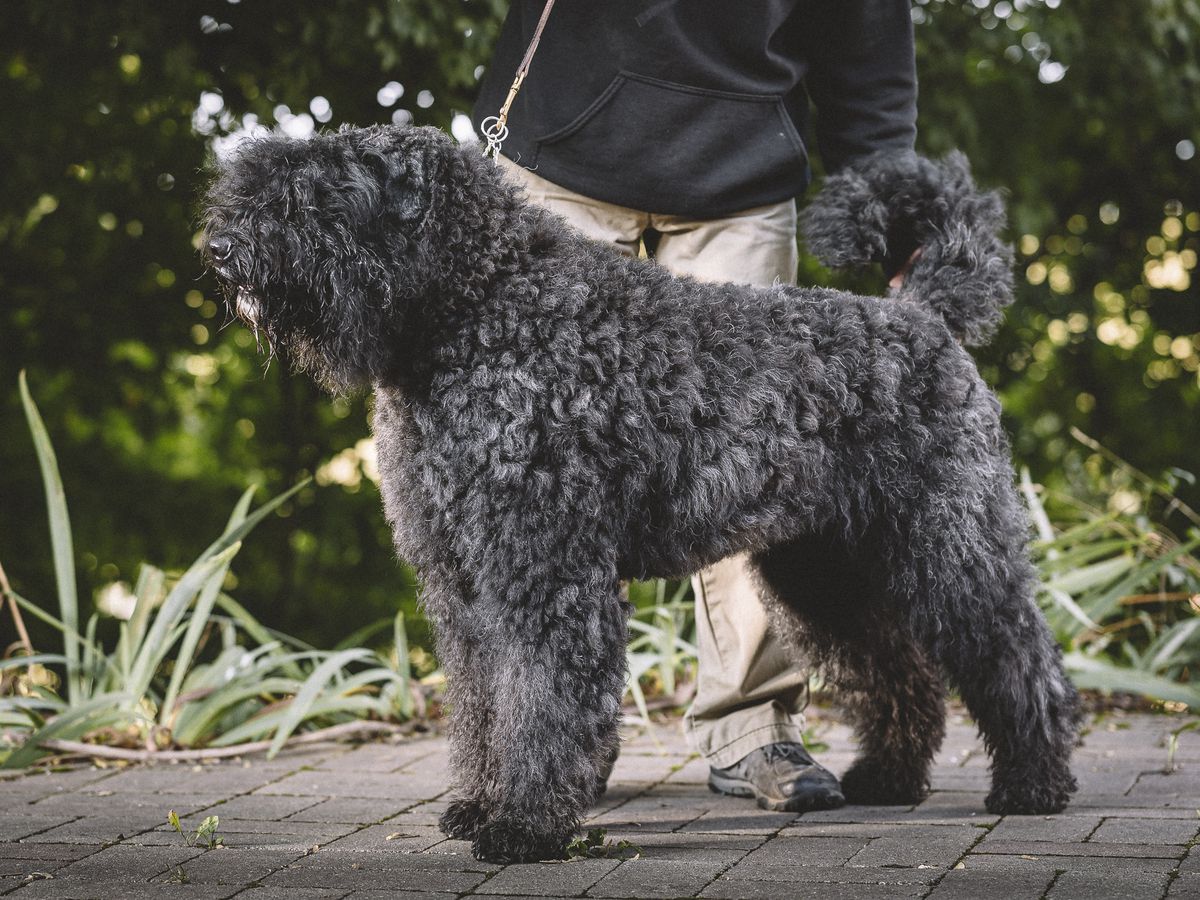 Gabber Queen vd Vanenblikhoeve | Bouvier des Flandres 