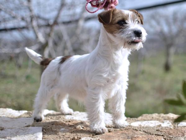 Divine Follie in Wonderack | Jack Russell Terrier 