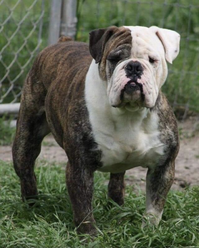 Kingsfield Brahma | Olde English Bulldogge 