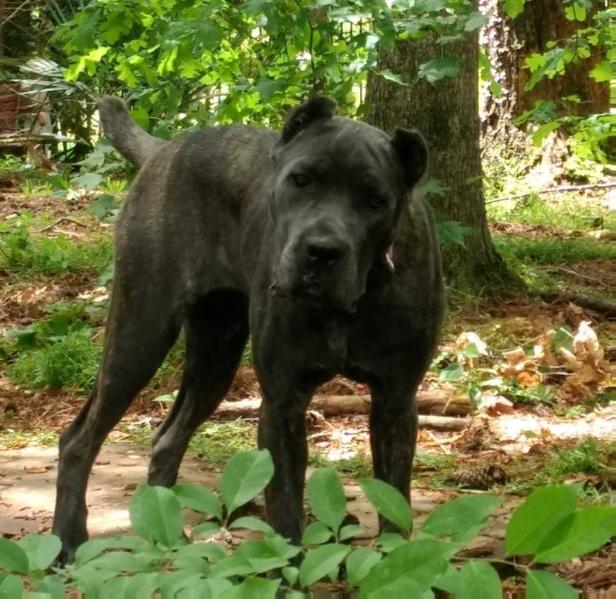 Rivale Calista von Marker Spiel | Cane Corso 