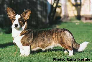 Geestland's Double Dream | Cardigan Welsh Corgi 