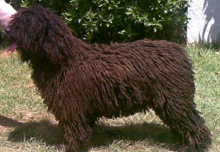 Spain is Different de Tender Teddy | Spanish Water Dog 