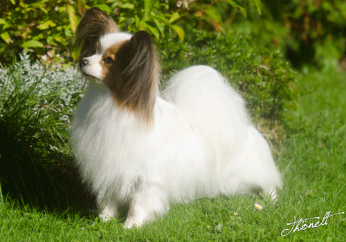 Tila's Forbitten Fruit | Papillon 