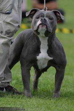 Groovybulls Marylin Monroe | Olde English Bulldogge 