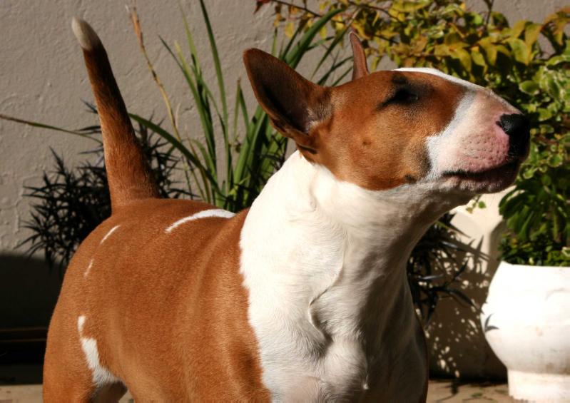 ALPHA CETI OF UDUMU | Bull Terrier 