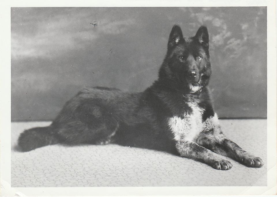 Kolyma | Siberian Husky 