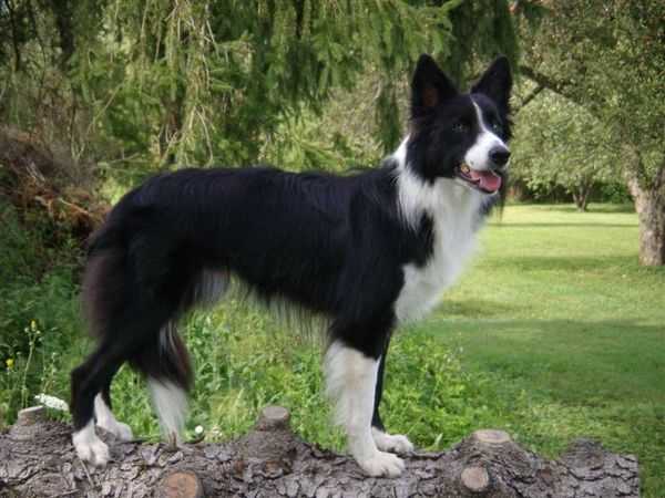 Offspring's Excel | Border Collie 