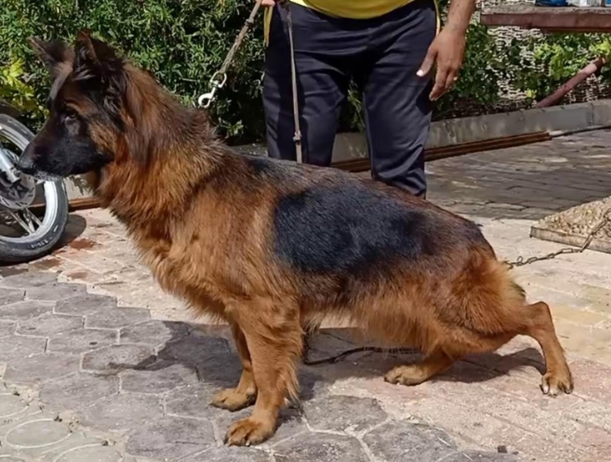 Helga vom Billberg | German Shepherd Dog 