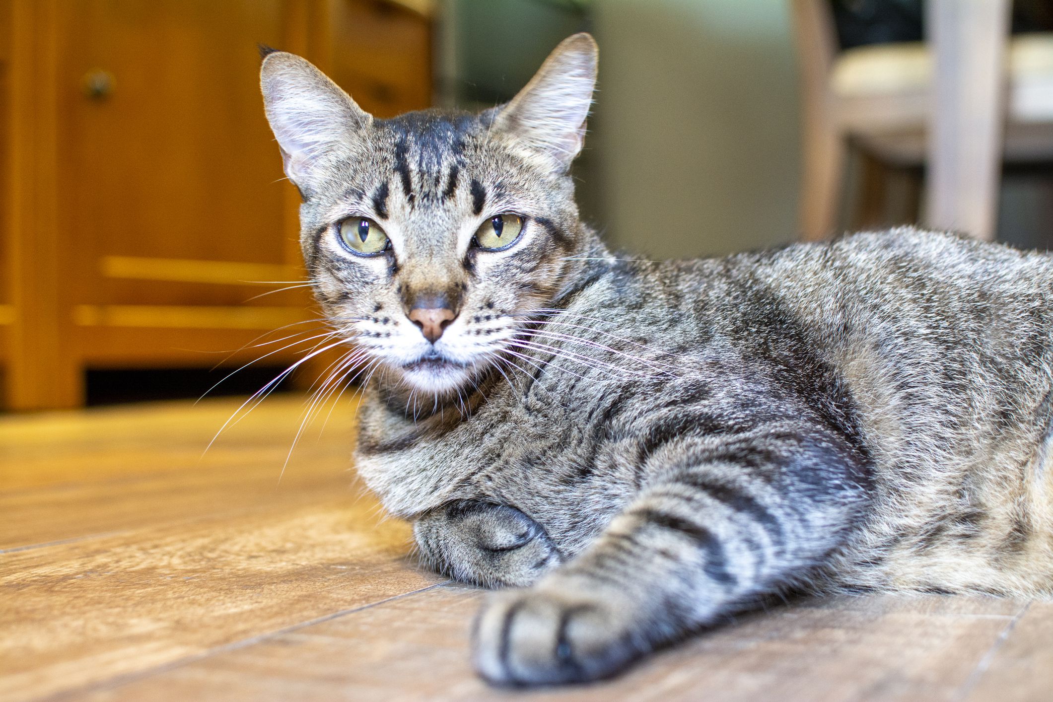 Brazilian Shorthair