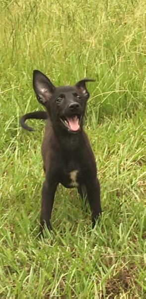 Twinpath Black Velvet | Belgian Malinois 