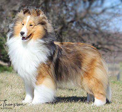 Casino Belmark Squeezable | Shetland Sheepdog 