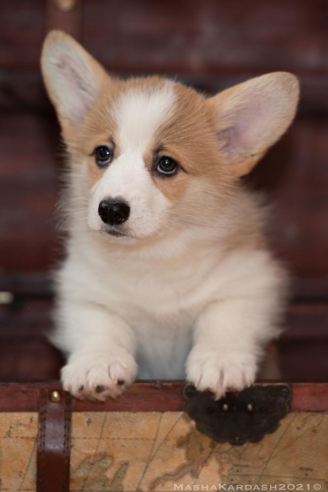 Corona Florea Nemophila (n/b) | Pembroke Welsh Corgi 