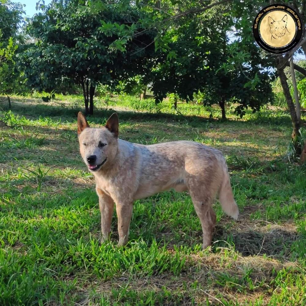 AVALON OF HEELER'S SELIVON | Australian Cattle Dog 