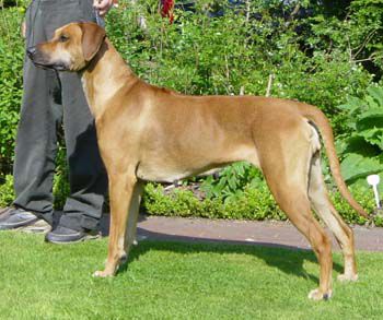 Maya Delle Cime Bianche | Rhodesian Ridgeback 