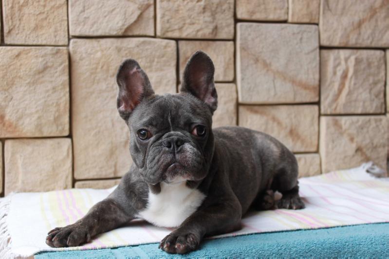 Azur Silver Bull Lord | French Bulldog 