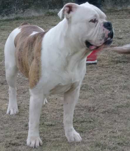 SPIKEY MONTALVO | Olde English Bulldogge 