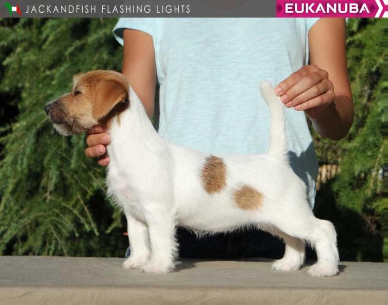 Jackandfish Flashing Lights | Jack Russell Terrier 