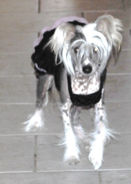 CHINA DOLL JEROME | Chinese Crested 