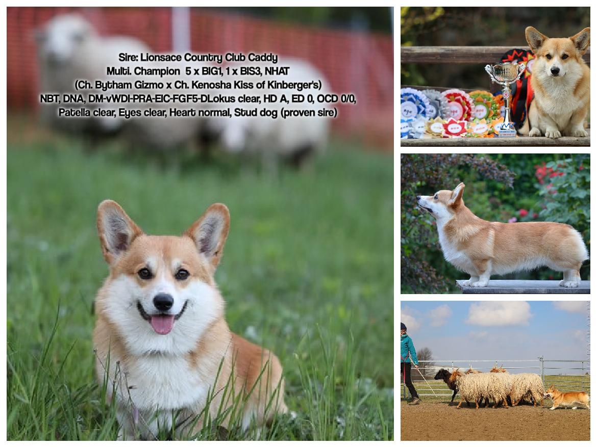 Lionsace Country Club Caddy | Pembroke Welsh Corgi 