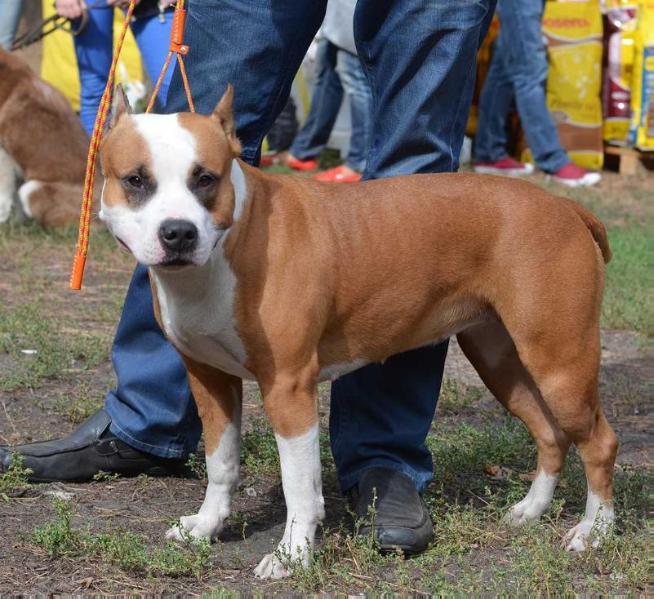 Ita Axel Haus Staff | American Staffordshire Terrier 